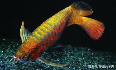 龍魚(yú)尾巴變紅了：龍魚(yú)尾巴變紅怎么辦 龍魚(yú)百科 第3張