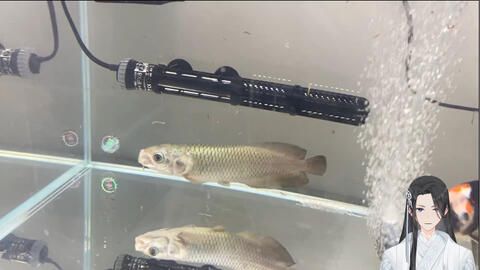 龍魚新入缸害怕水嗎為什么：龍魚新入缸害怕水嗎 龍魚百科 第2張