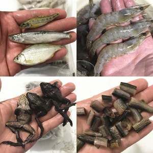 龍魚喂蝦苗好還是蝦段好：如何選擇喂食龍魚的蝦苗