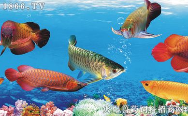 地虎魚喂龍魚：地虎魚可以作為龍魚的飼料嗎 龍魚百科 第2張