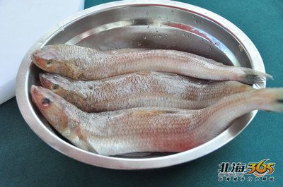 回龍魚是什么魚：回龍魚是一種體型較大、色彩斑斕、性格活潑的觀賞魚