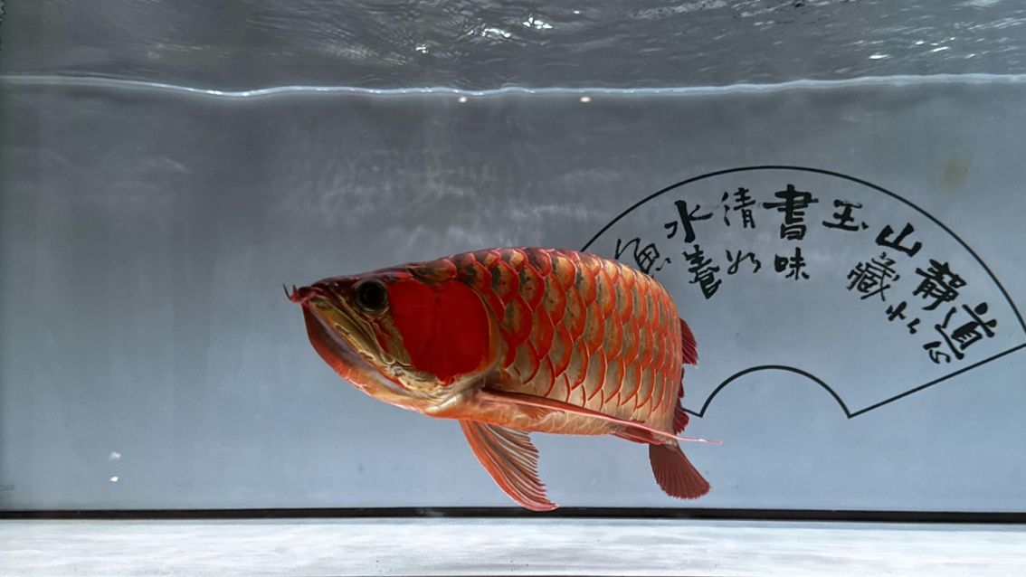 龍魚微信名：帶有龍和魚元素的微信名字， 龍魚百科