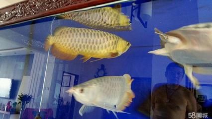 極品龍魚價格表：極品龍魚價格表及其大致價格范圍：極品龍魚價格表