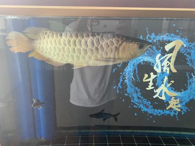 龍魚有胃：龍魚吐胃袋后需要多久才能恢復(fù)？ 龍魚百科 第2張