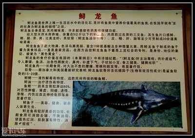 龍魚吃了有什么好處：龍魚作為寵物魚的益處，而不是作為食物食用的益處