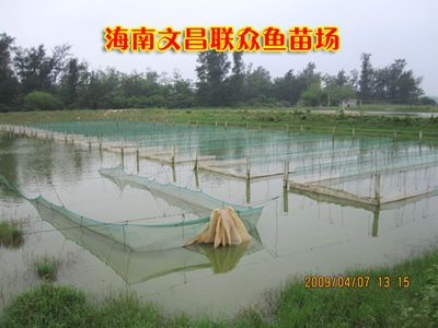 大龍魚苗場：廣安大龍魚苗場