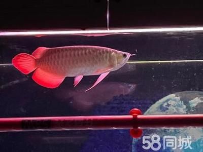 給金龍魚做手術(shù)怎么做好：如何給金龍魚做手術(shù)