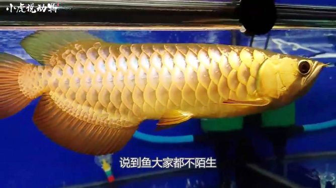 給金龍魚做手術(shù)怎么做好：如何給金龍魚做手術(shù)