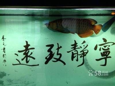 龍魚買賣有什么特殊規(guī)定：龍魚買賣有什么特殊規(guī)定主要體現(xiàn)在以下幾個方面 龍魚百科 第2張