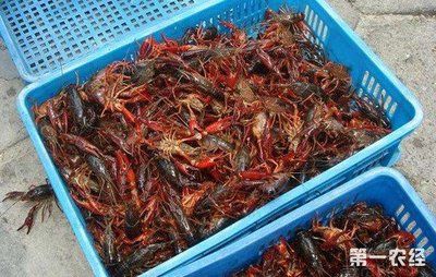 小龍魚苗吃什么：小龍魚在不同階段的飼料選擇 龍魚百科 第2張