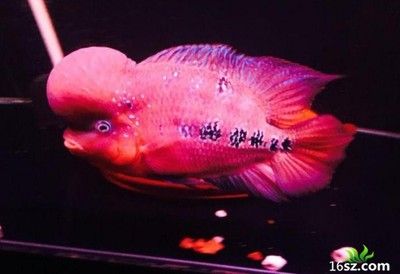 龍魚(yú)一天喂幾頓合適：龍魚(yú)一天喂1-2次最合適 龍魚(yú)百科 第2張