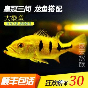 龍魚一般配什么魚好看：選擇與龍魚混養(yǎng)的配魚時需要考慮多個因素，需要考慮多個因素