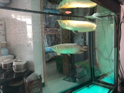 哪里買龍魚便宜：購買龍魚時價格因素是很多魚友考慮的重要方面是很多魚友考慮的重要方面 龍魚百科 第3張