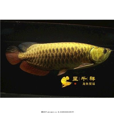 古典龍魚藍(lán)底能保持嗎：古典龍魚的藍(lán)底能保持嗎