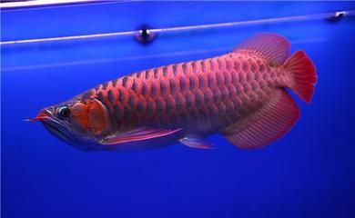 龍魚(yú)有什么價(jià)值和意義：龍魚(yú)在亞洲文化中具有豐富寓意和象征意義和象征意義