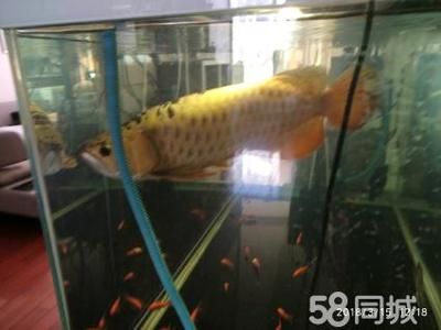 白子金龍魚(yú)：白子金龍魚(yú)市場(chǎng)趨勢(shì)金龍魚(yú)品種介紹