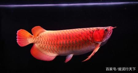 紅龍魚鱗片白色與黑色區(qū)別在哪：紅龍魚鱗片白色與黑色區(qū)別 龍魚百科 第3張