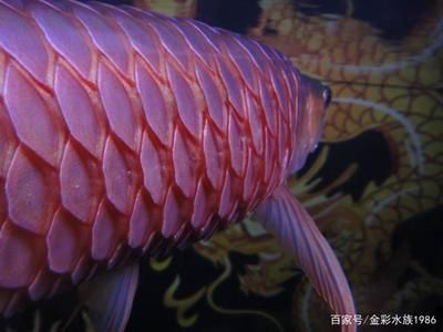 龍魚炸鱗初期表現(xiàn)：龍魚炸鱗初期的一些表現(xiàn)