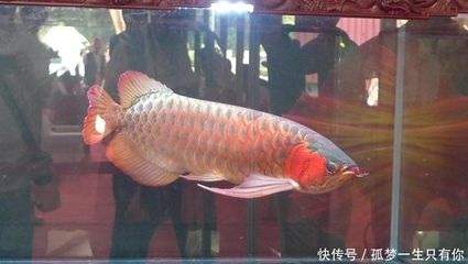 龍協(xié)杯龍魚大賽結(jié)果：關(guān)于第二十屆“長城杯”世界龍魚錦標(biāo)賽的問題