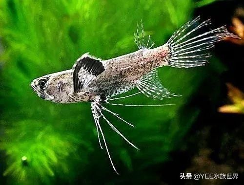 龍魚喂活蝦用拔皮嗎為什么：龍魚喂活蝦用拔皮嗎 龍魚百科 第3張