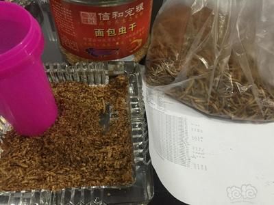 龍魚喂蝦水特別混濁正常嗎：喂蝦后