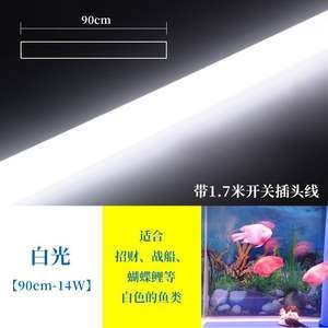 金龍魚(yú)照明時(shí)間：關(guān)于金龍魚(yú)照明時(shí)間的相關(guān)信息