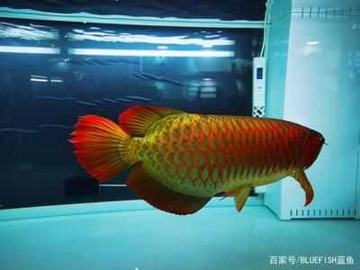 龍魚撞缸意味著什么：龍魚撞缸可能是因?yàn)槭艿襟@嚇、水質(zhì)問(wèn)題、喂食不當(dāng)?shù)? title=