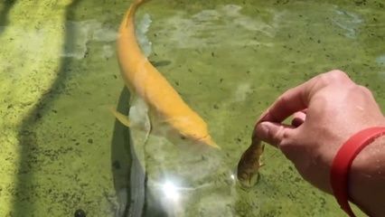 金龍魚不愛吃食：金龍魚不愛吃食可能是由多種原因引起的，解決方法及其相應(yīng)的解決方法