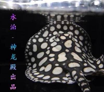 北京和興龍魚在哪里賣：北京和興龍魚在北京市海淀區(qū)遠(yuǎn)大路金源花卉地下二層售賣 龍魚百科 第1張