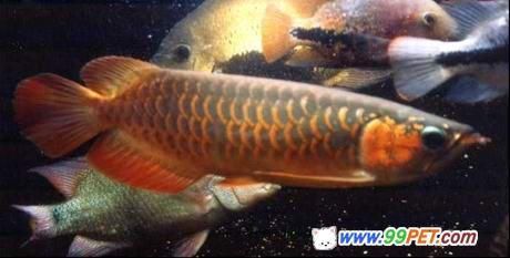 紅龍魚魚苗多長：紅龍魚一個月能長1-2厘米以下是引用