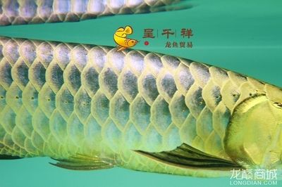 祥龍漁場的龍魚怎樣：祥龍漁場的龍魚怎么樣