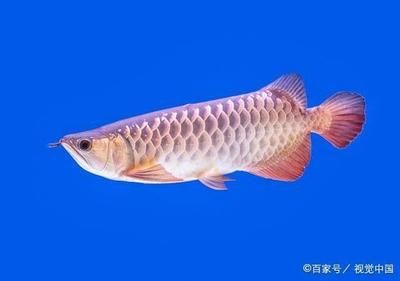 龍魚突然不吃食了：當(dāng)龍魚突然拒食時(shí)