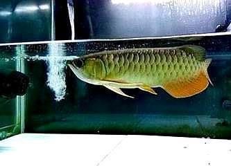 金龍魚(yú)吃泥鰍要把泥鰍弄死嗎：金龍魚(yú)吃泥鰍要把泥鰍弄死嗎，