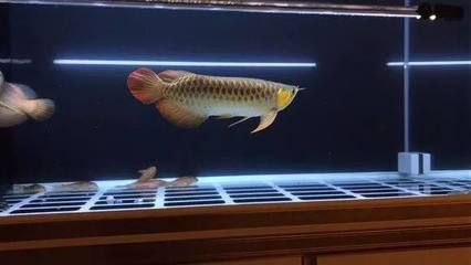 新買的龍魚入缸可以開燈嗎：新買的龍魚入缸后可以開燈嗎 龍魚百科 第2張