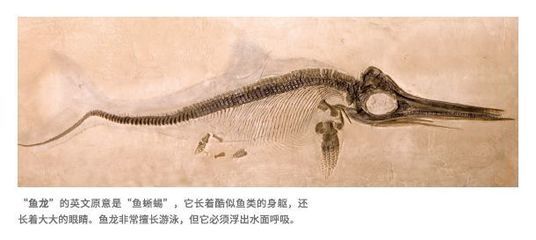 云南龍魚(yú) 北京自然博物館：北京自然博物館可以參觀云南龍魚(yú)