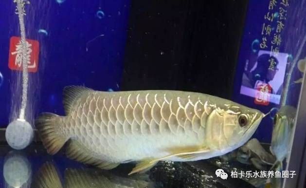 龍魚不吃食肚子鼓鼓的正常嗎：龍魚不吃食肚子鼓鼓是正?，F(xiàn)象嗎，龍魚不吃食肚子鼓鼓的正常嗎 龍魚百科 第1張