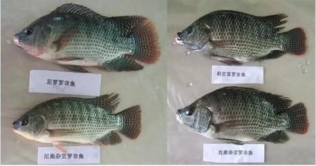 巨龍魚多少錢一條：巨龍魚多少錢一條巨龍魚的價格 龍魚百科 第2張