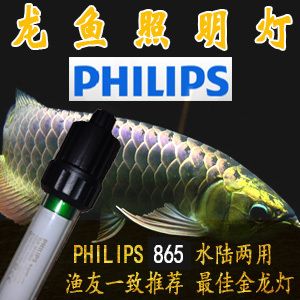 飛利浦龍魚燈：飛利浦865龍魚燈的價(jià)格