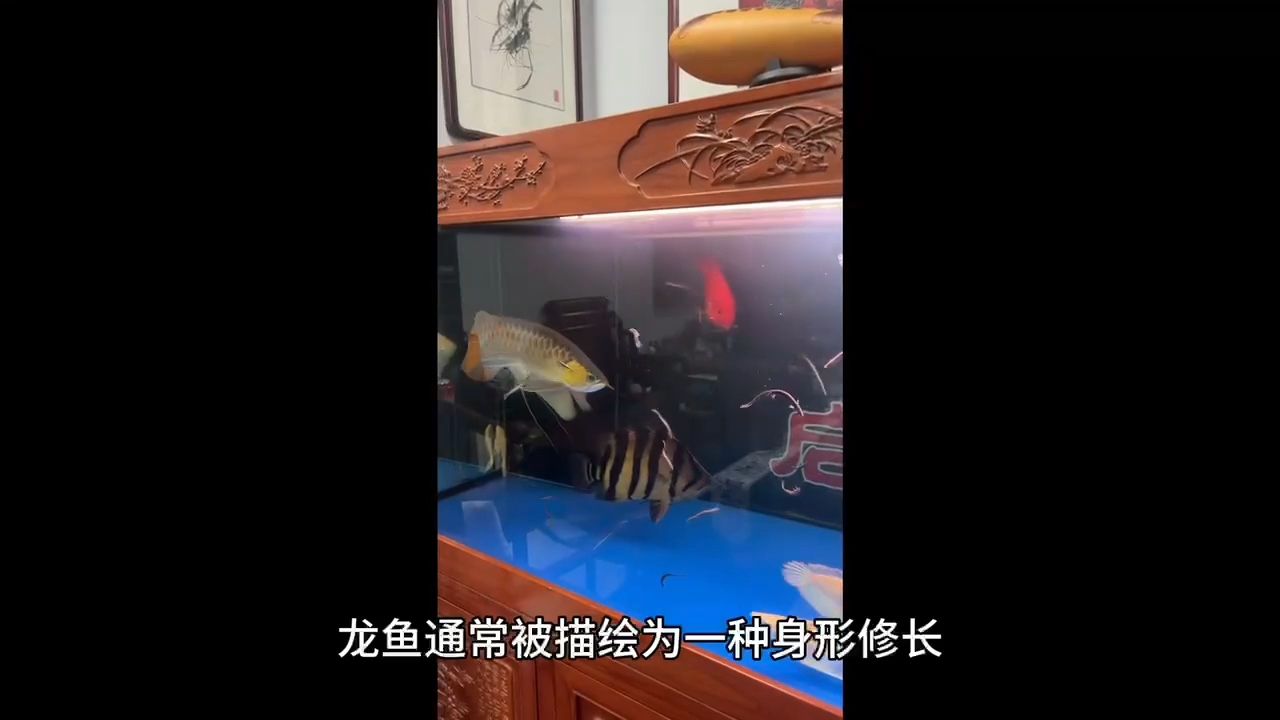 龍魚：龍魚,日曙之光評論：小伙不帥_人見人愛評論 觀賞魚論壇