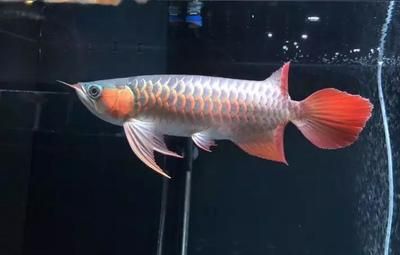 紅眼白子招財龍魚屬于什么類：紅眼白子招財龍魚屬于什么類， 龍魚百科 第2張