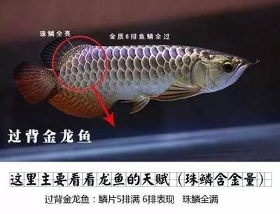 龍魚品相鑒別圖解：龍魚品相鑒別圖解圖解龍魚品相鑒別圖解圖解