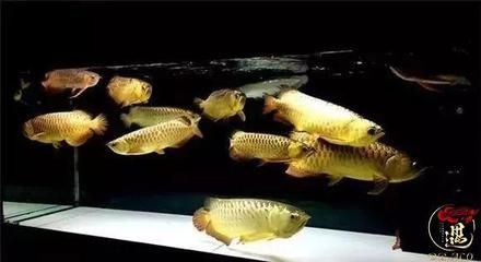 龍魚喂的太飽會死嗎：龍魚喂的太飽會死嗎， 龍魚百科 第2張