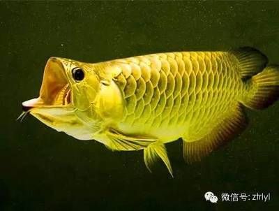 怎么形容龍魚的尾巴和尾巴：龍魚的尾巴具有很高的觀賞價值