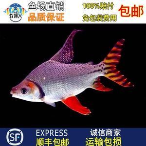 紅龍魚配泰國鯽魚好不好：紅龍魚配泰國鯽魚好不好紅龍魚與泰國鯽魚混養(yǎng)的經(jīng)驗