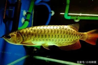 龍魚的形狀像什么動物：龍魚的形狀和特征 龍魚百科 第1張