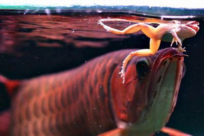 龍魚把蝦吃進(jìn)去咬一會(huì)又吐出來了：龍魚吃蝦吐出來可能是由多種因素引起的，龍魚吃蝦吐出來的可能原因較多 龍魚百科 第3張