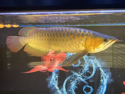 龍魚24度：成年龍魚適宜的生活水溫是24-28攝氏度 龍魚百科 第3張