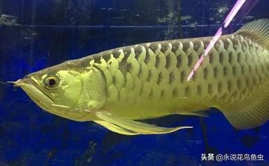 金龍魚吃食不猛怎么辦：金龍魚吃食不猛怎么辦金龍魚吃食不猛怎么辦 龍魚百科 第2張