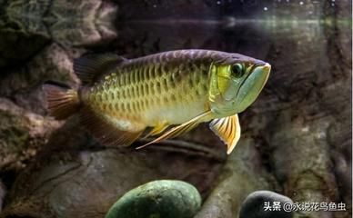 金龍魚吃食不猛怎么辦：金龍魚吃食不猛怎么辦金龍魚吃食不猛怎么辦 龍魚百科 第3張