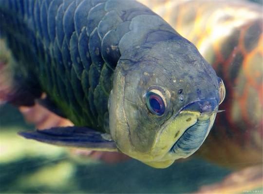 龍魚缸綠水要換水嗎怎么換的：龍魚缸中的綠水過多時(shí)，換水的方法涉及到多個(gè)步驟